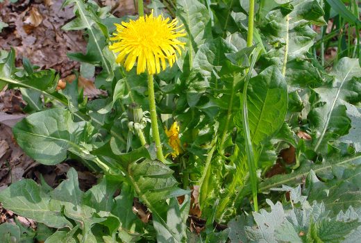 Le pissenlit