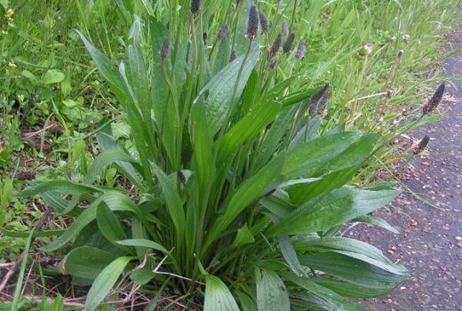 Le plantain lancéolé