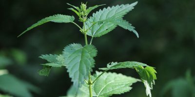 stinging-nettle-443132_1280 stinging-nettle-443132_1280